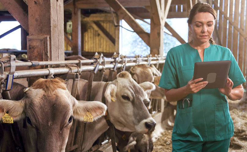 A woman in scrubs in a stable with cows looking at a tablet