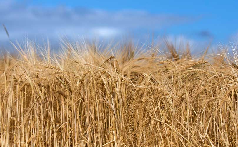 Landwirtschaftliches Weizenerntefeld unter blauem Himmel