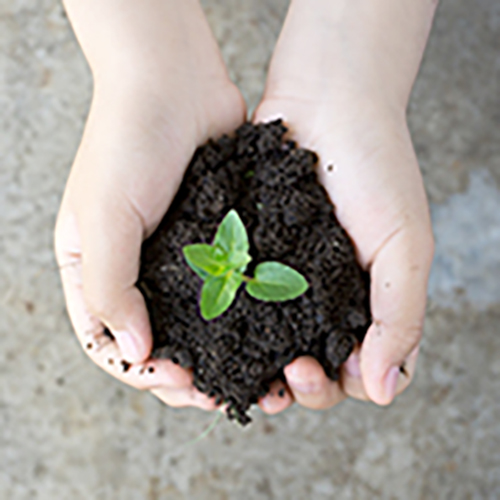 手の中の土から芽生えた新芽の画像