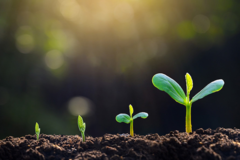 緑豊かな植物の芽生えから成長までの概念を表現した写真