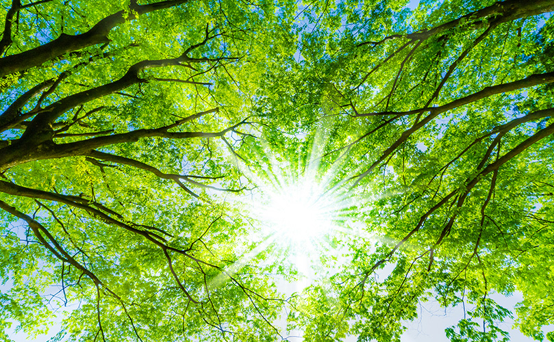 新緑と太陽の光