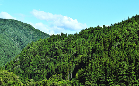 富士通グループ・吉野ヶ里　千本桜の森の様子