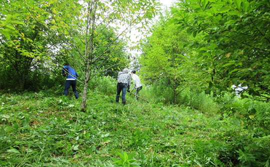 富士通グループの森・加賀百万石 未来へ続く森における森林保全活動の様子