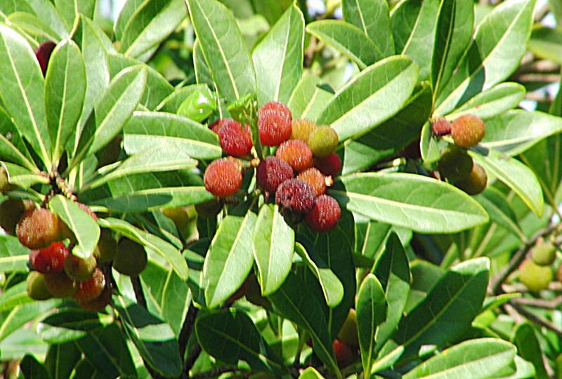 ヤマモモ（山桃） | 富士通