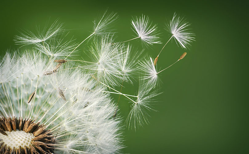 Dandelion seeds floating away