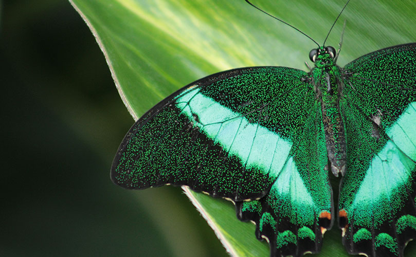 Fujitsu Kozuchi AI Platform