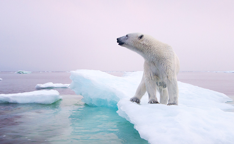 流氷の上のシロクマの写真​