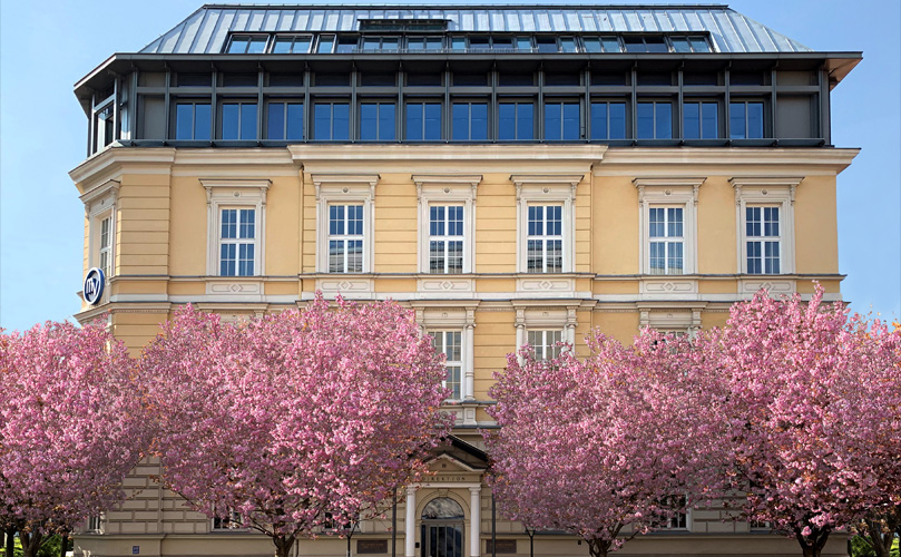 A yellow neoclassical building with white-framed windows is partially obscured by blooming cherry trees with vibrant pink blossoms. The facade, showing multiple floors and ornate details, is visible above the trees.