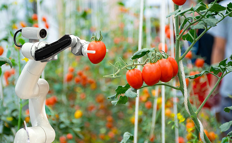 Un robot recogiendo un tomate de un árbol