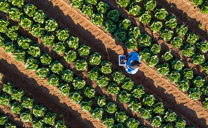 A person in the middle of a field surrounded by planted lettuce touching a tablet