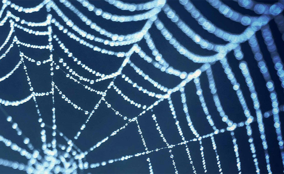Nahaufnahme eines Spinnennetzes mit vielen glänzenden Tautropfen