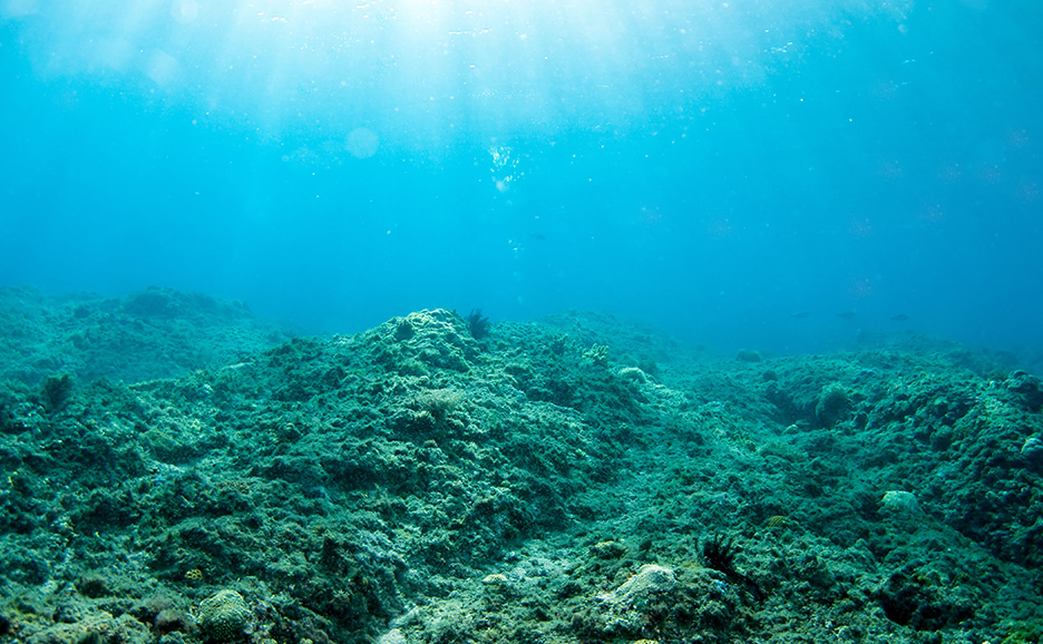 海底に広がるサンゴ礁と海草に、太陽光が差し込む様子。