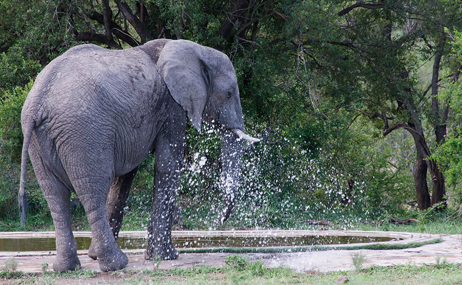 水飲み場で水を浴びているアフリカゾウ。