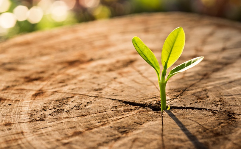 tree-regrowing-from-a-trunk