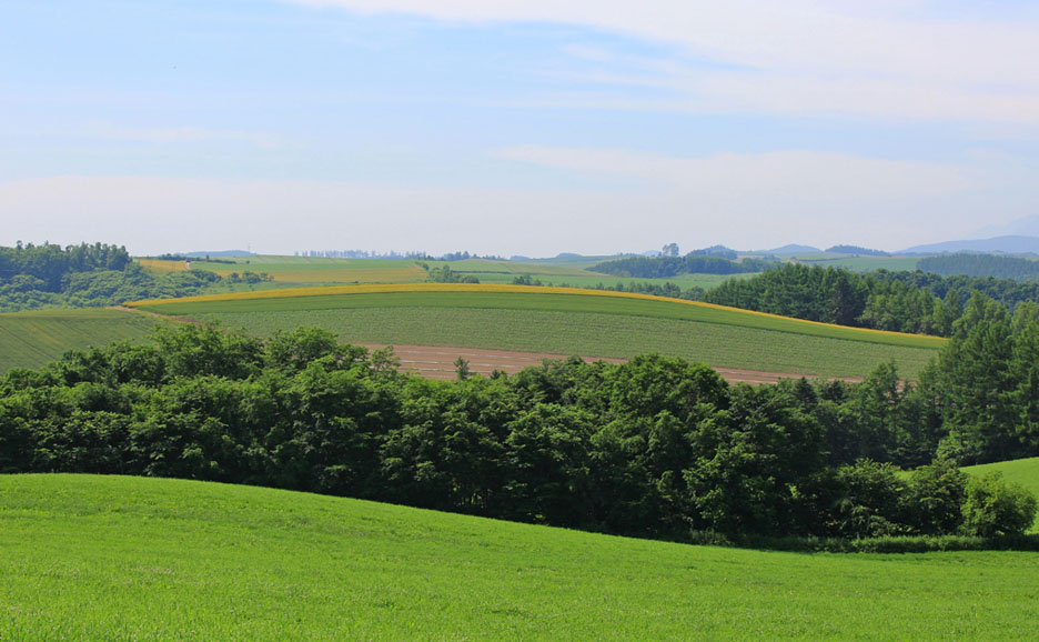 Forest and Hill, Hokkaido