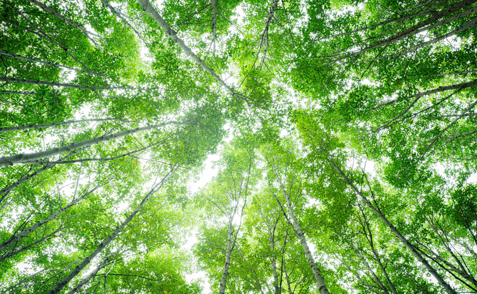 Mangrove forest seen from below