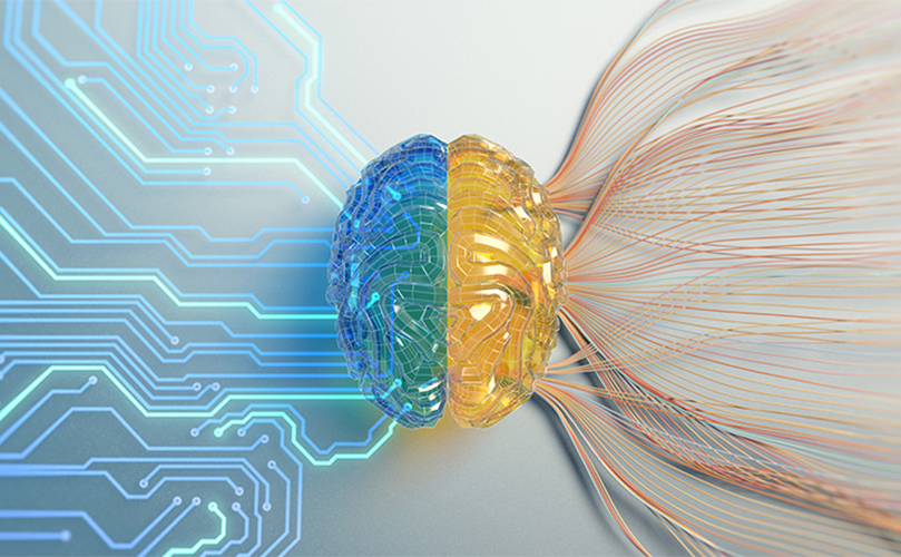 人間の脳を半分に分割し、1/2を青、残りの半分を金色にした3Dレンダリング。