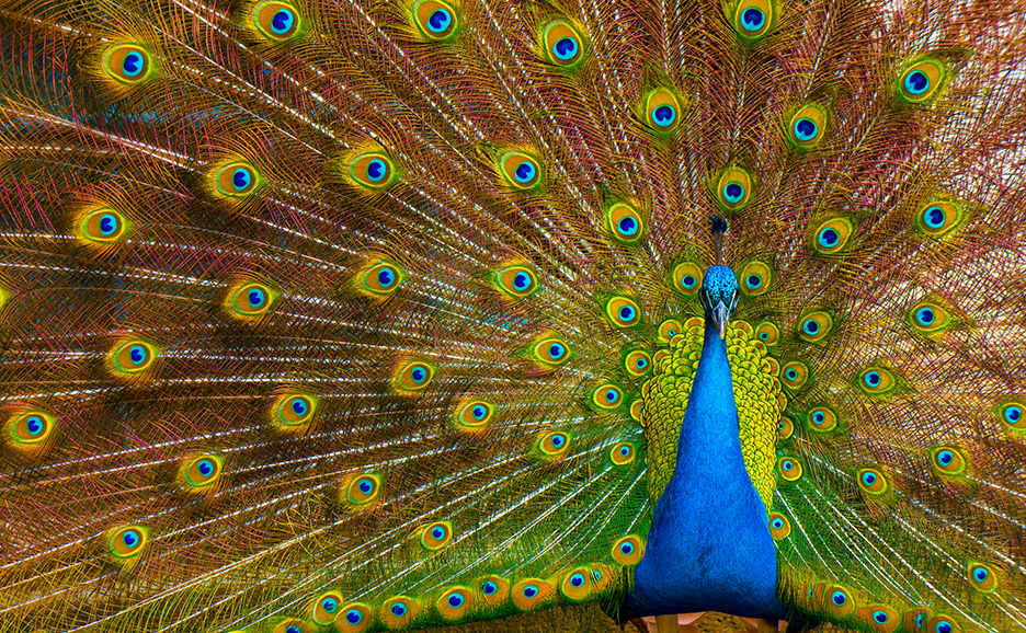 A close-up of a peacock displaying its fanned tail feathers during a courtship ritual