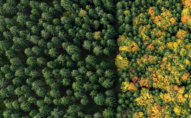 A shot taken from above of a forest
