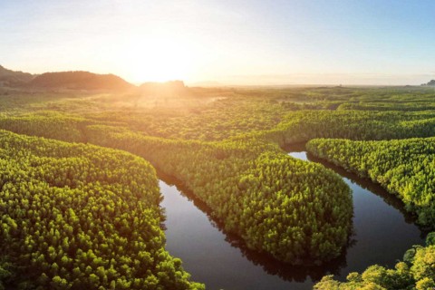 Aerial view of a winding river flowing through a dense mangrove forest at sunrise.