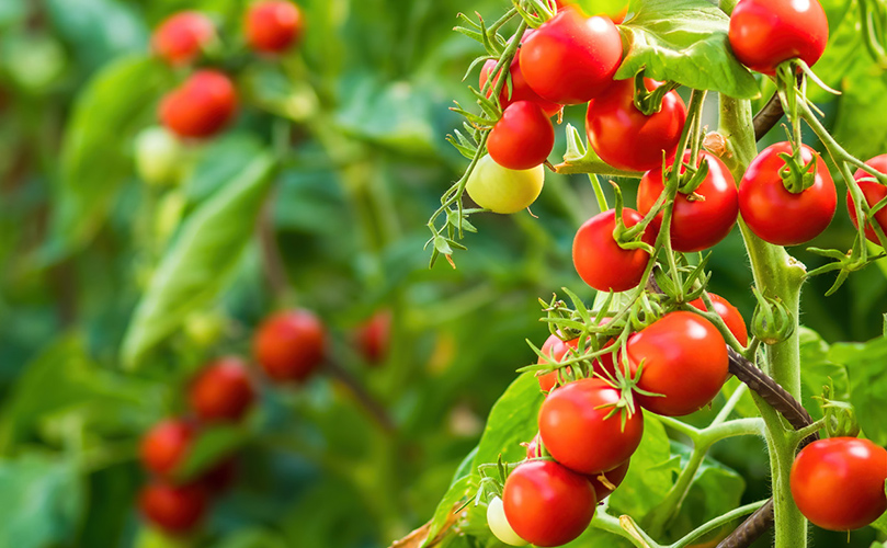 A close up of tomatoes on a plant