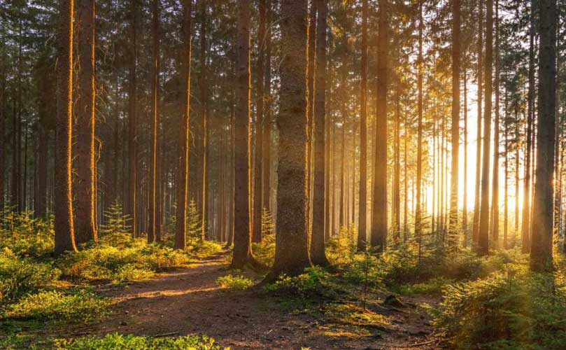 Sonnenaufgang scheint durch Bäume in einem ruhigen Wald