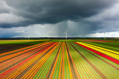 It's a stormy spring afternoon, with wind turbines on the horizon and fields bursting with red and yellow tulips