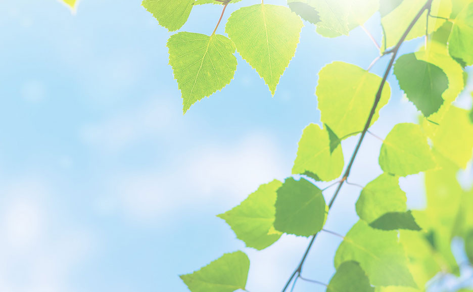青い空を背景に、明るく輝く新緑の葉がフレームを覆うように配置されたクローズアップ。