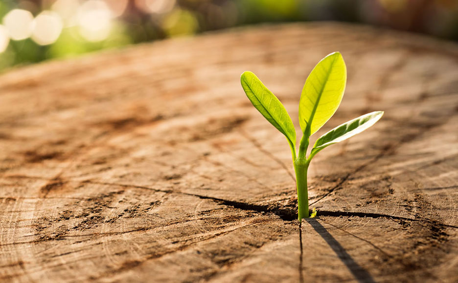 切り株の真ん中から生えたばかりの緑色の植物の芽が、日差しを浴びて輝いている。