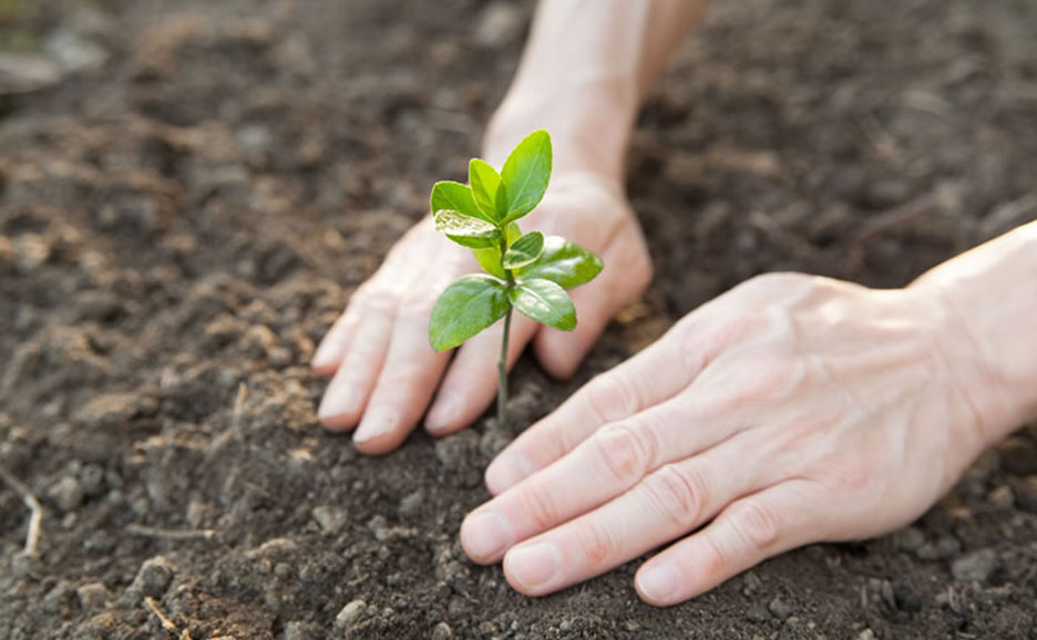 土から芽生えたばかりの若木を、優しく両手で包み込むようにしている。