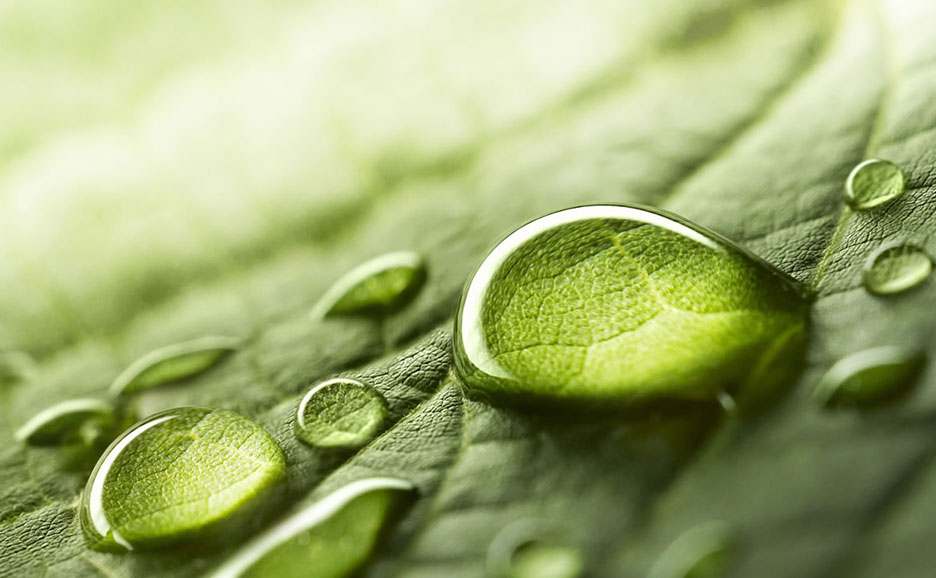 瑞々しい緑の葉に、朝露のような透明な水滴がいくつも乗っている様子をアップで捉えた画像。