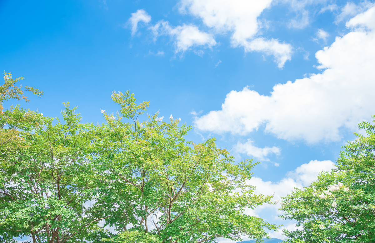 青空と木々