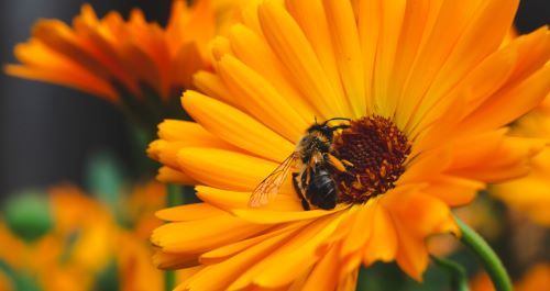 黄色い花にとまるミツバチ