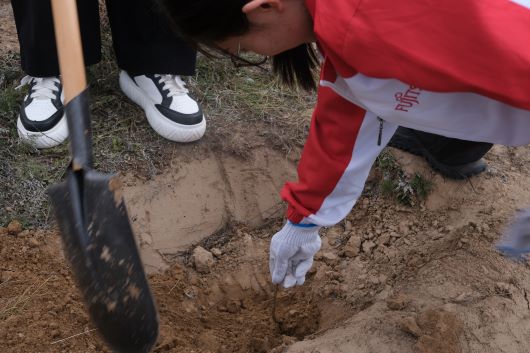 Employees planting trees