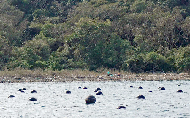 The beach after cleanup; the trash has been cleared away.