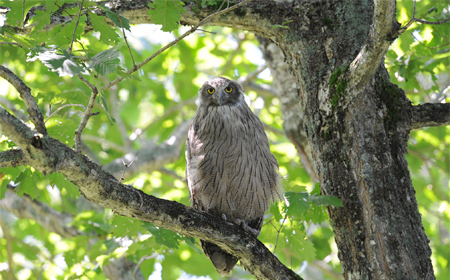 シマフクロウ（写真提供：日本野鳥の会）