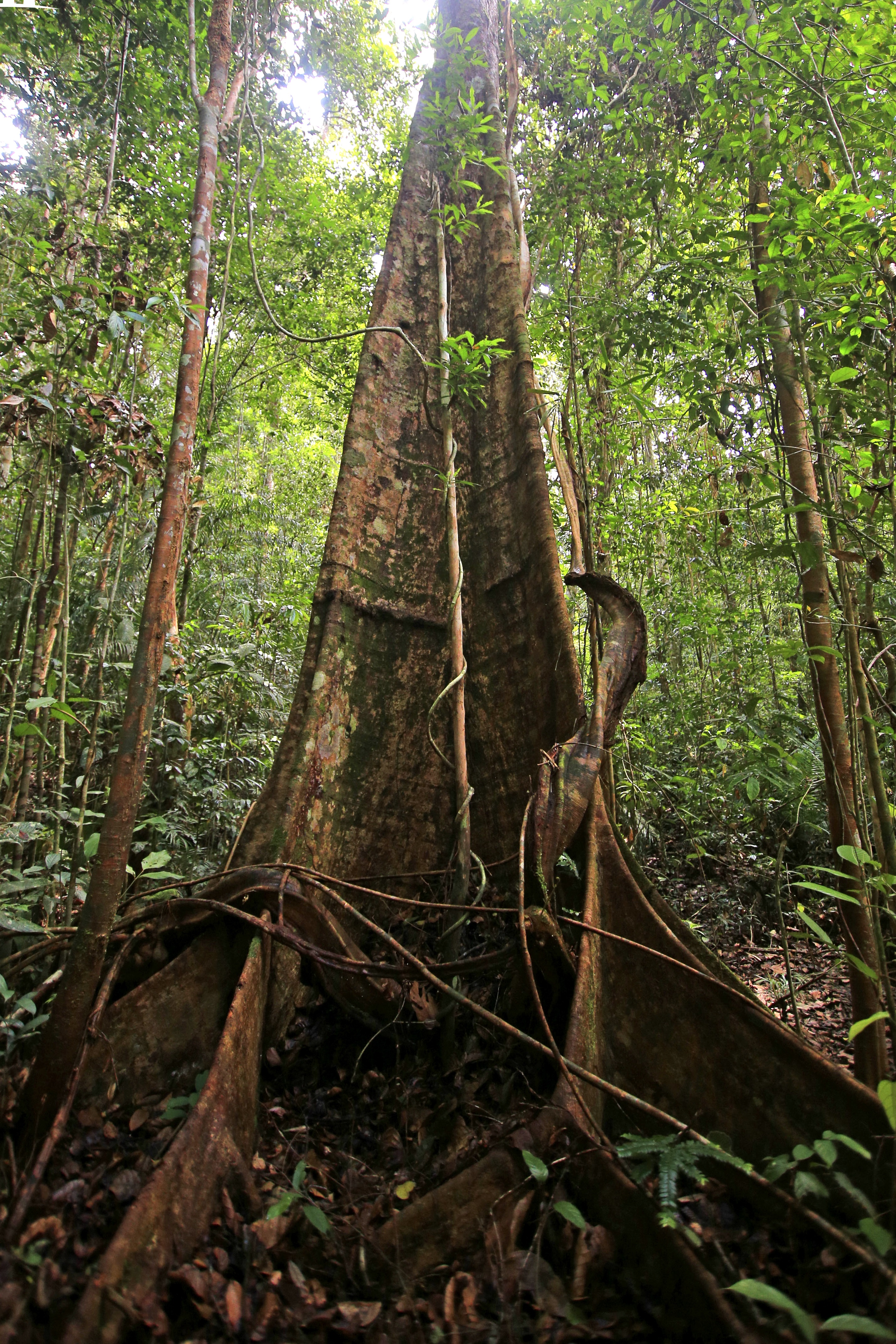Forests of Hope site: Hutan Harapan (Source:Hutan Harapan)