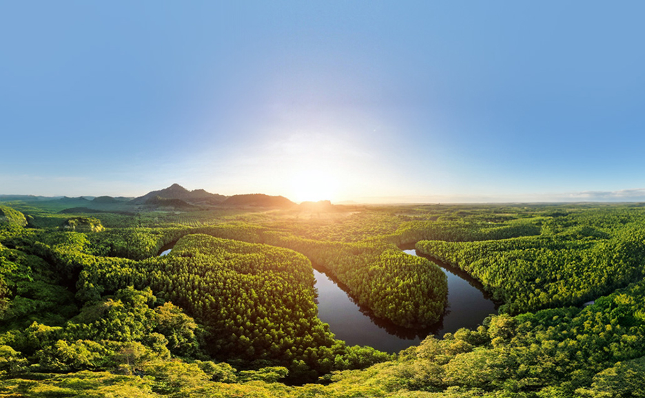An image of sunlight streaming into a vast forest