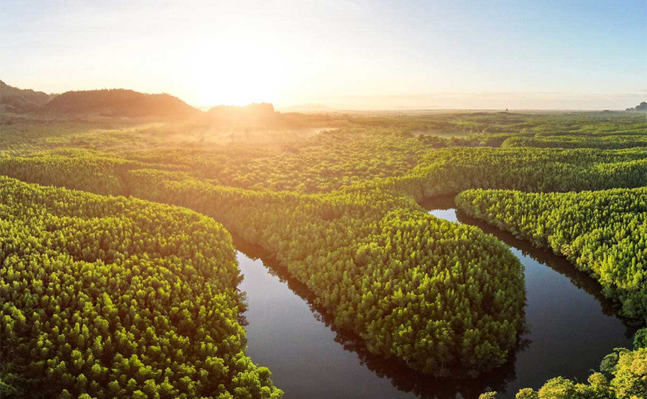 An image of sunlight streaming into a vast forest
