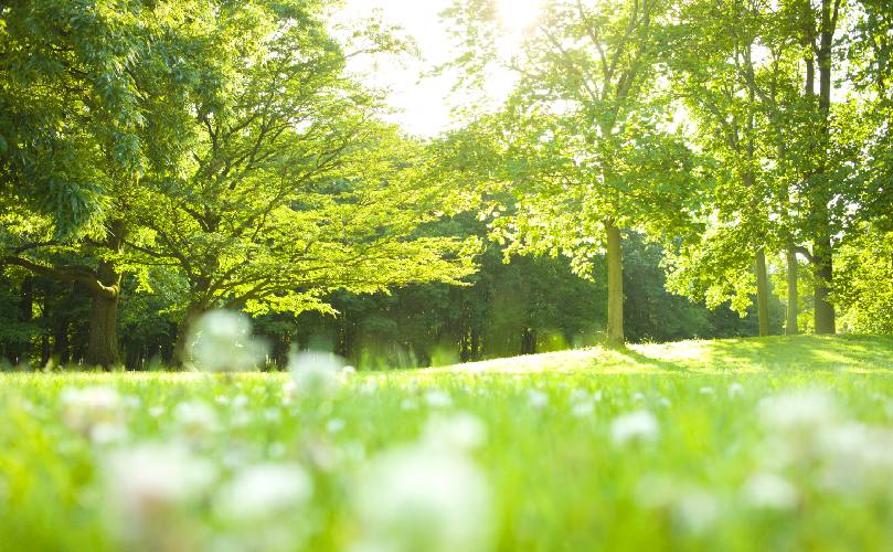 草原と木々が織りなす風光明媚な景観